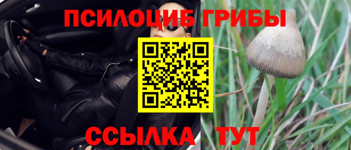 Галлюциногенные грибы Cubensis  Вход с VPN  Ипатово 